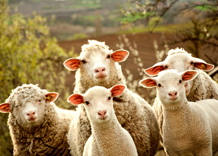 羊小咩取现秒到，羊小咩能体现到银行卡吗