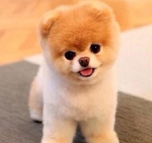 世界前十宠物狗品种十大宠物狗排名？