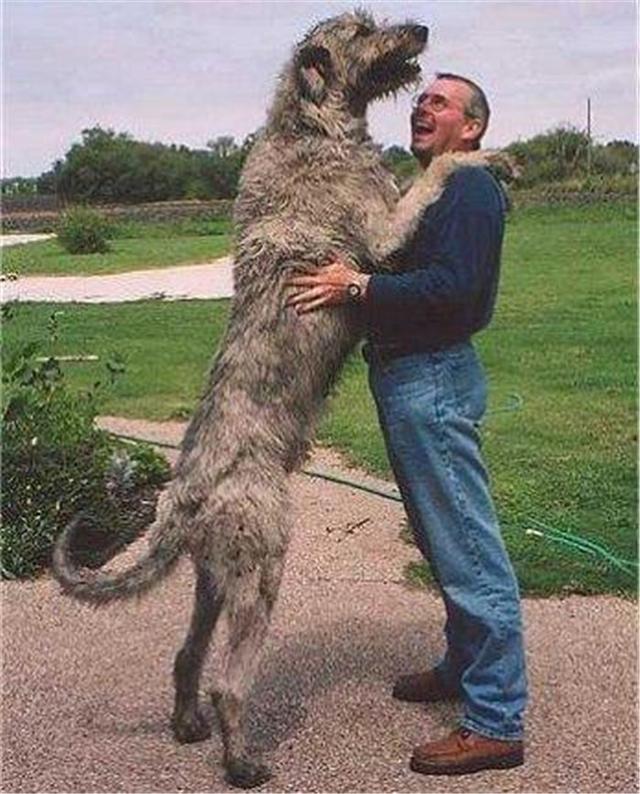 狼的十大排名地球上最凶猛的狼的排名！包括已灭绝的种类