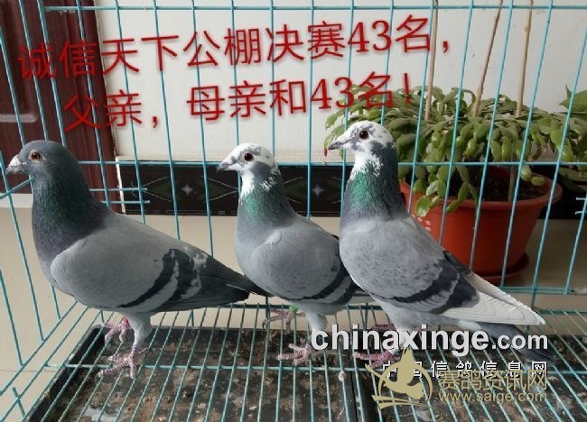 什么是牛眼鸽子中国最贵的鸽子拍了多少钱