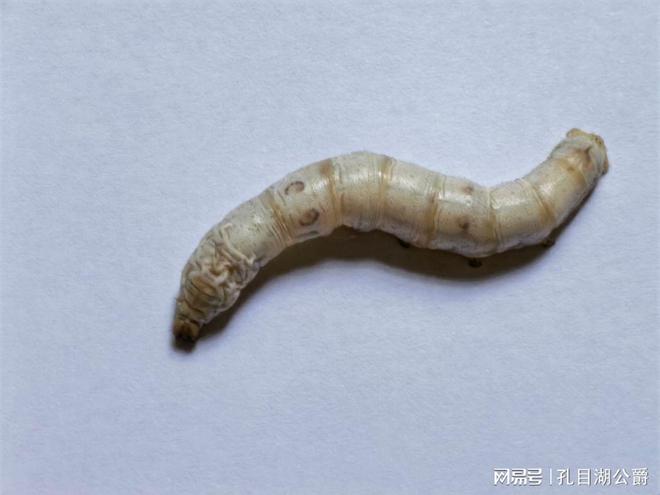 世界上最胖的蚕世界上最胖的蚕有多重