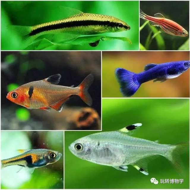 世界上十大最贵的海鱼世界十大名贵海鱼排名最贵海鱼大盘点（世界上最秀的鱼类是什么鱼）