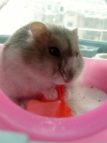 世界上最污的仓鼠,仓鼠容易携带哪些病菌？如何预防？