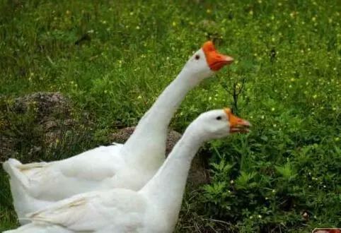 世界上最肥的鹅大品种的鹅有几种？