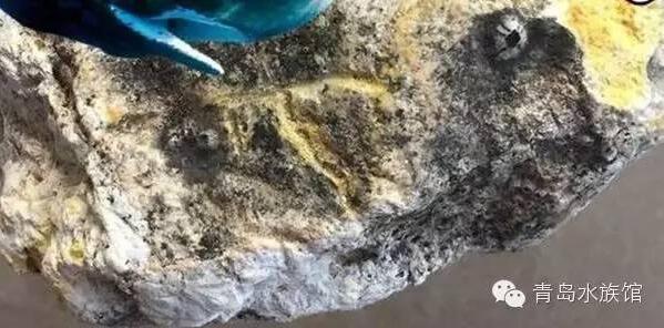 世界上最奇异的珍宝,有关古代文学的~~~"夜明珠"是什么东西???世界上有没有这个东西?