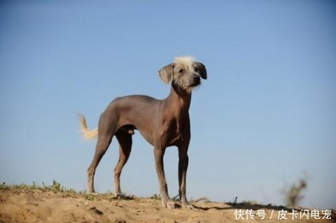 世界前十烈犬是谁的狗啊世界烈犬前十名