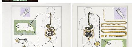 世界上最残酷的海鲜,什么时候会让你突然想起「食物链很"残酷 "」这个事实？