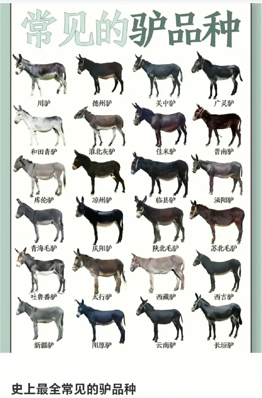 洛阳驴肉汤排名前十名世界驴肉产量