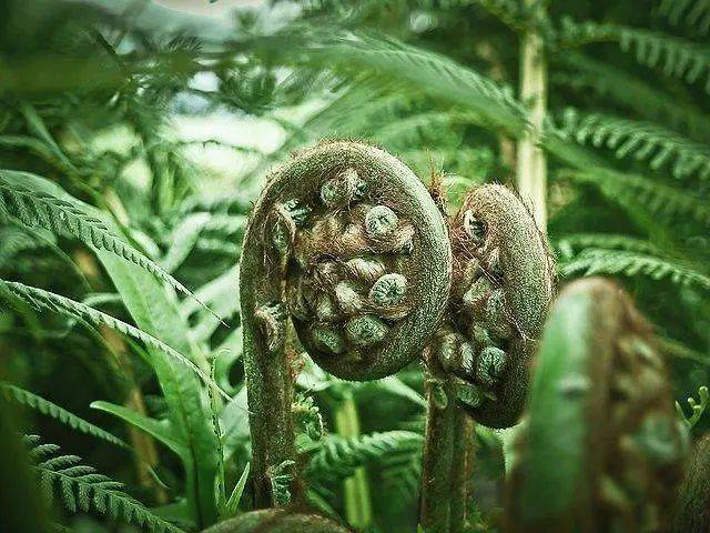 世界上最原始的植物世界上最原始最古老的植物