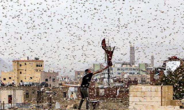 中国蝗灾最严重的区域是蚂蚱吃什么