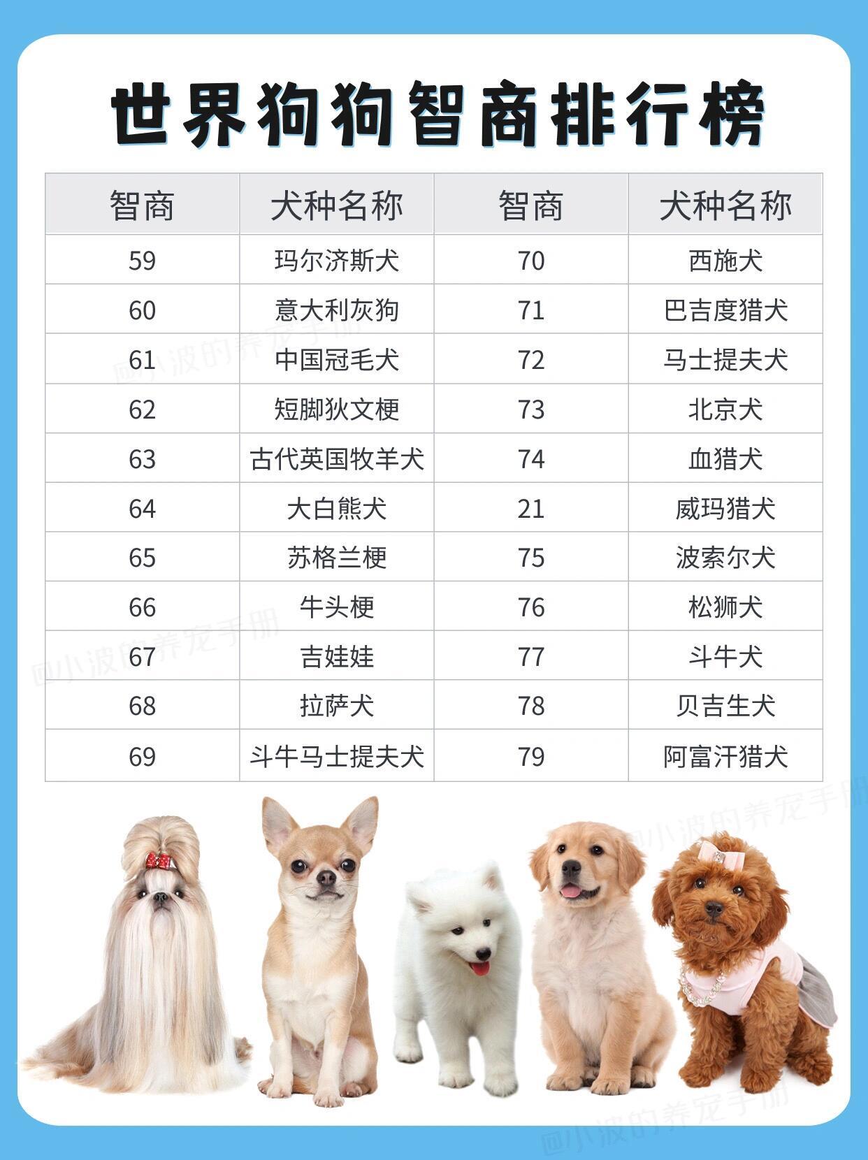 世界排名前十狗狗世界前十狗狗排名榜