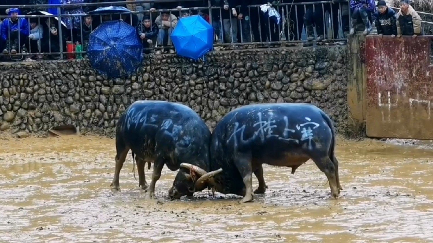 登上《焦点访谈》火爆全网的纯粹“村BA”，让CBA大喊“额滴神”，让NBA羡慕嫉妒恨中国最牛民间赛事是什么