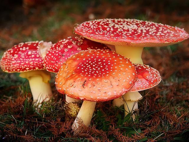 有毒蘑菇十大排名,世界十大最毒蘑菇是什么