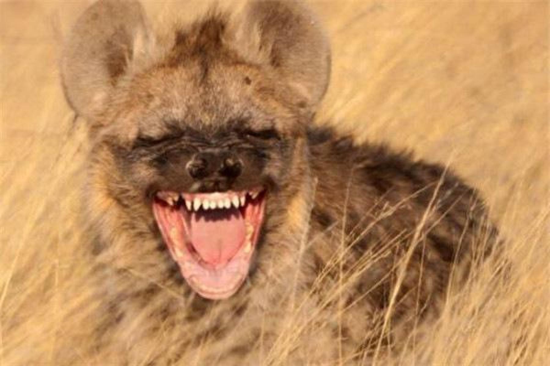 世界最凶小孩排名前十的动物世界最凶小孩排名前十的动物是什么