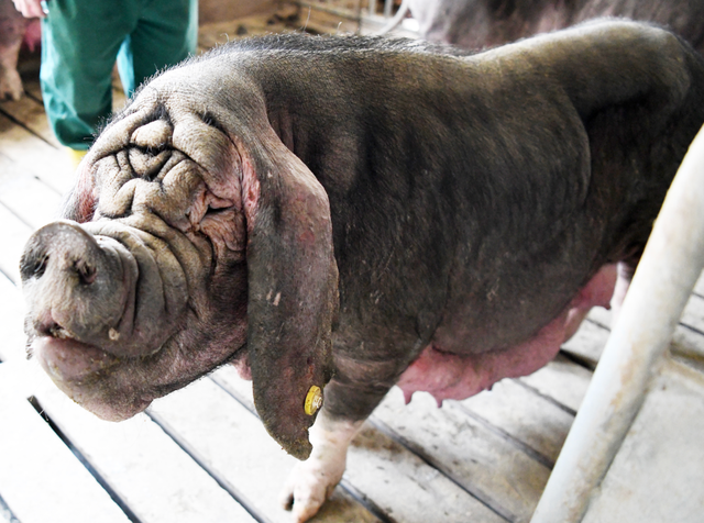 世界上最大的猪,体长2.5米,重900公斤（世界上最大的猪叫）