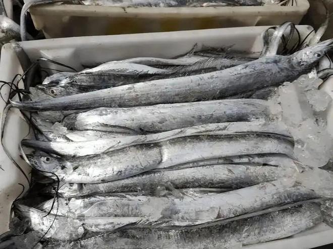 带鱼，明明出身深海，为什么却成了中国最平民的海鲜？（中国哪里的海鲜最多最便宜）