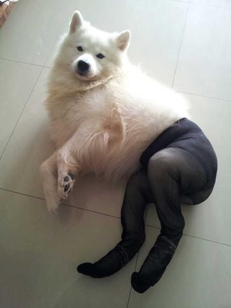 世界上短腿的狗排名前十短腿的宠物狗有几种