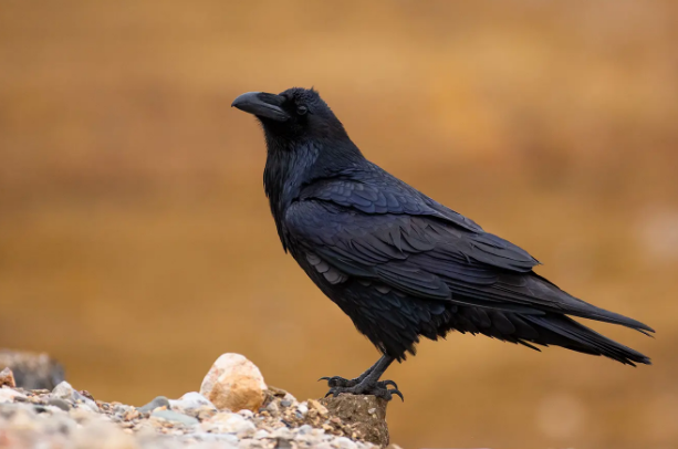 全世界前十聪明的动物（世界上聪明的动物排行）