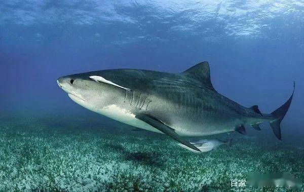 动物天空霸主十大排名天空霸主是什么动物