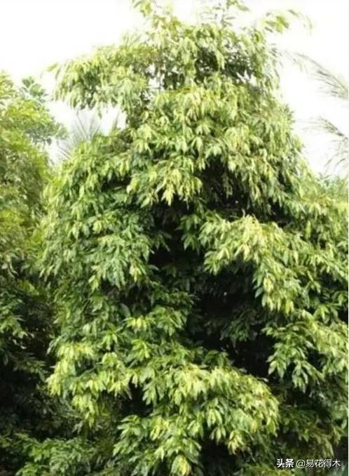 南美洲智利高原山地气候分布原因,智利旅游景点推荐世界上最干燥的沙漠是什么沙漠