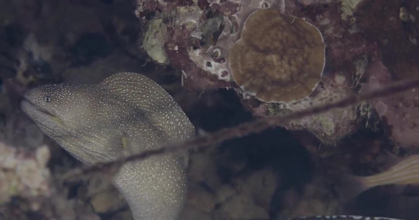 世界上最帅的海鳗常见鳗鱼盘点——哪种鳗鱼被吃成了濒危物种？（下）（作者：暮晖熠熠）