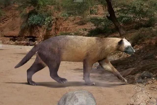 世界上最凶狠的獾世界上最大的野猪