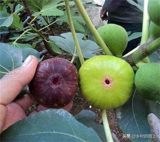 世界上最牛的果树,世界三大苹果