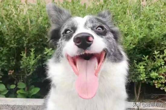 世界上最帅的狗（世界上最帅的狗长什么样）