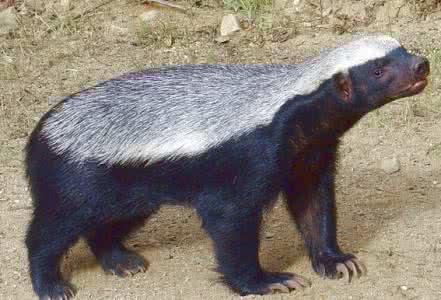 世界前十狮子排第几世界前十狮子排第几位