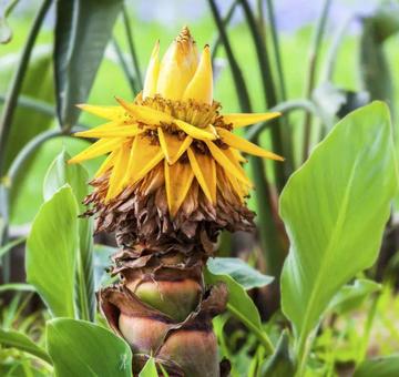 世界上最漂亮金莲图片,金莲花这种植物，它是喜阴还是喜阳？为什么？