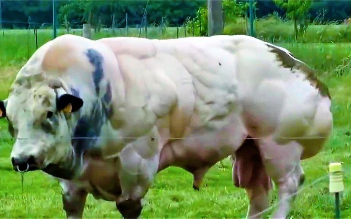 世界上最牛的变身魔兽世界十大变身道具