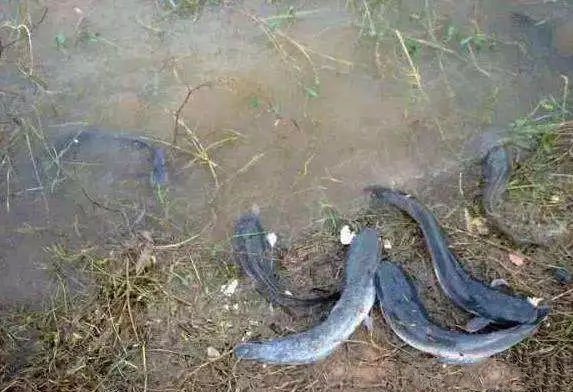 中国最肮脏的鱼（最脏的鱼是什么鱼）