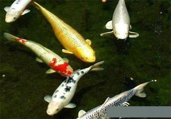 锦鲤才是“团宠”！马云、张国立都爱，博瑞医药董事长为它花3000多万（世界级锦鲤）