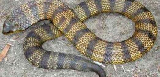 世界上最讨厌的蛇类世界上最令人讨厌的生物