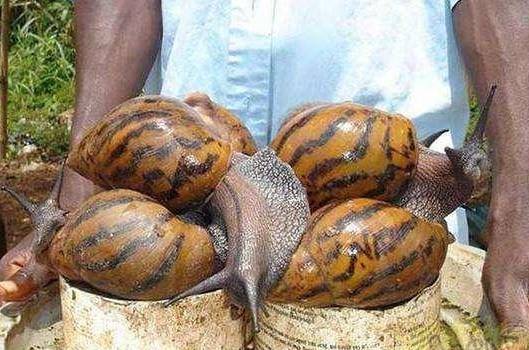 世界上最罕见的蜗牛（世界上最可怕的蜗牛有多大）