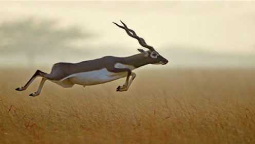 世界上最倒霉羚羊世界上最倒霉的熊