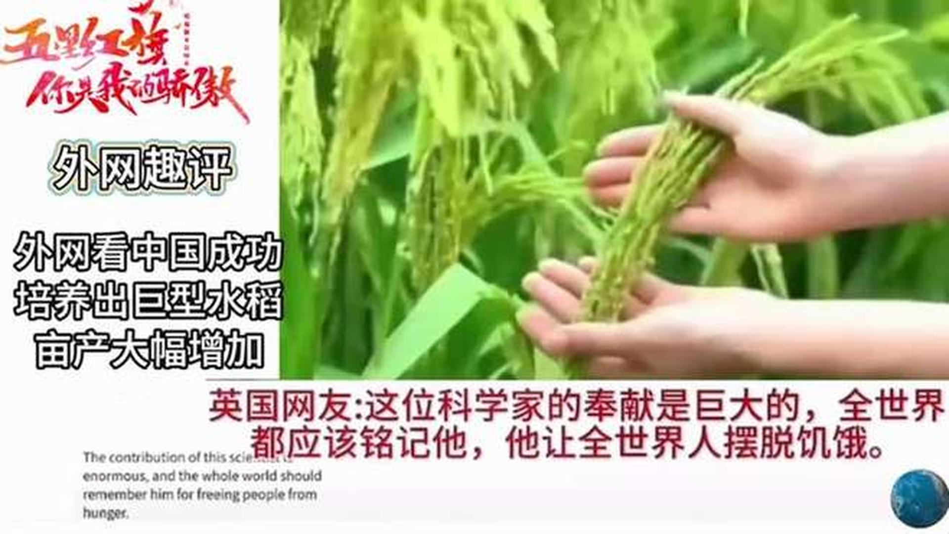 世界最大的巨型水稻（中国最大水稻）