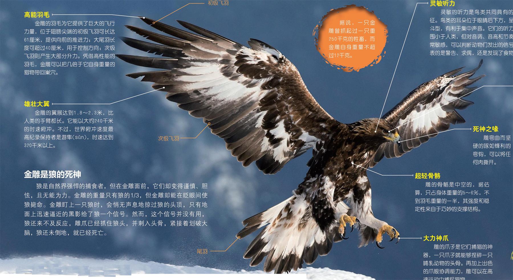 世界上最致命的猛禽排名10大最危险的鸟？