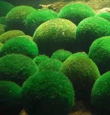 水草的种类（漂亮水草排行）