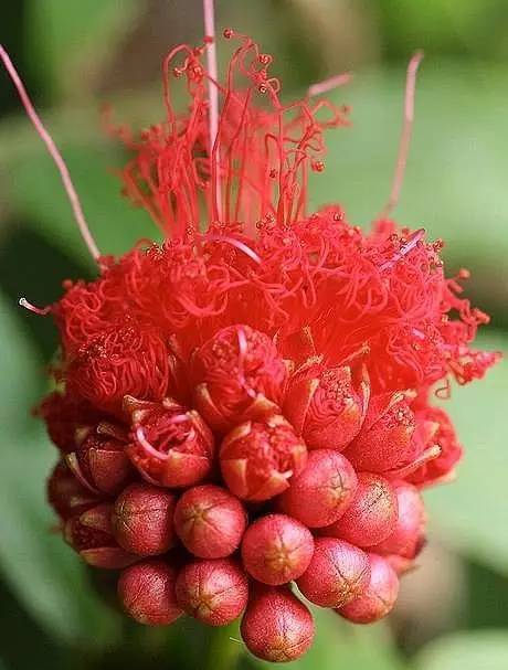 家里为什么不能种石榴树？（世界上最邪乎的花朵是什么花）