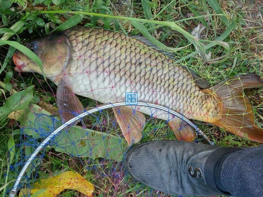 单开饵料哪一款好用？（单开钓鱼饵料哪款好）