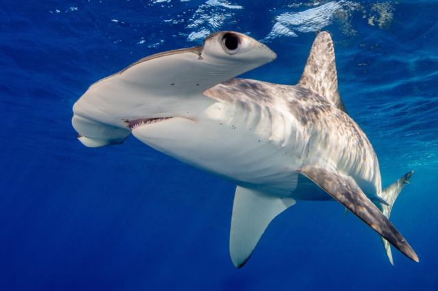世界上最鲨鱼（世界上鲨鱼最多的地方）