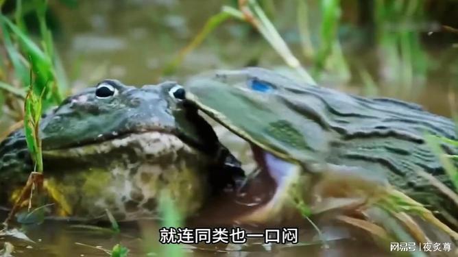 世界上最知名的牛蛙（十大牛蛙品牌）