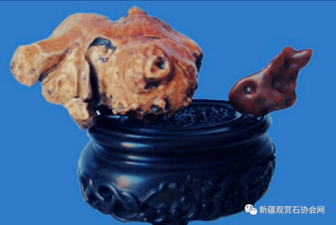 甘肃和政羊、福建政和八闽鸟——带您欣赏古生物化石“世界之最”（世界上最贵的古董图片）