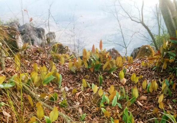 龙吸水到底是什么 现象形成原因怎么回事世界上最奇怪的水龙图片