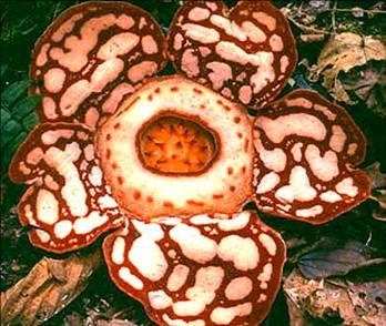 世界上最恶心的元素世界上最恶心的是谁