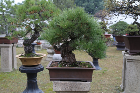 中国最出名松树盆景中国最出名松树盆景品种