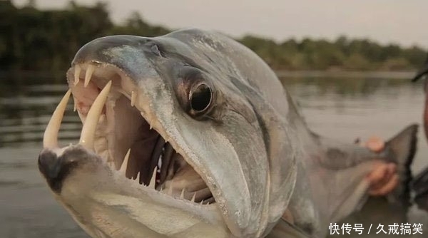 世界上最惊魂的鱼类（世界上最惊魂的鱼类是什么鱼）