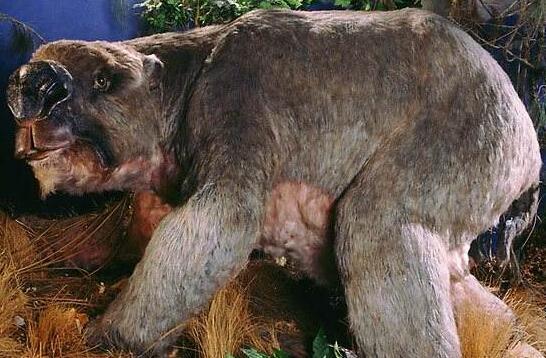 世界上最生的动物（世界上最生的动物图片）