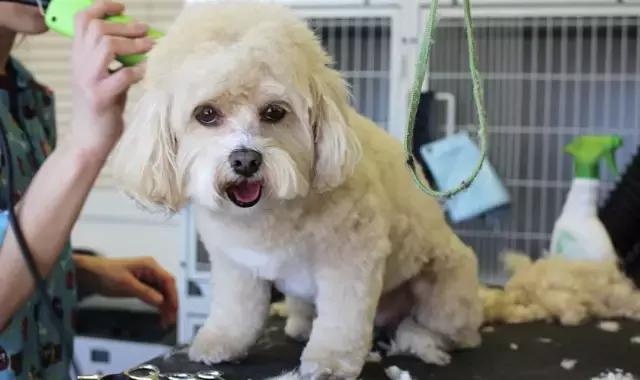 世界十大名宠精神世界打一植物